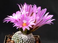 Thumbnail of 1626_Turbinicarpus pseudopectinatus_20150413_01(1).jpg